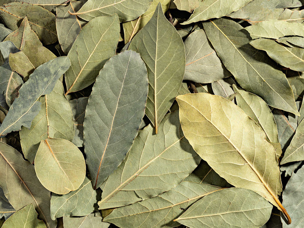 Liść laurowy suszony Extra - duże opakowanie, ilość hurtowa