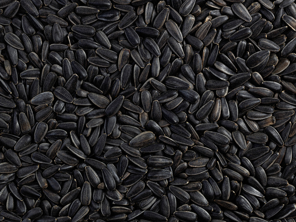 Słonecznik czarny gruby 5 kg, w łupinie