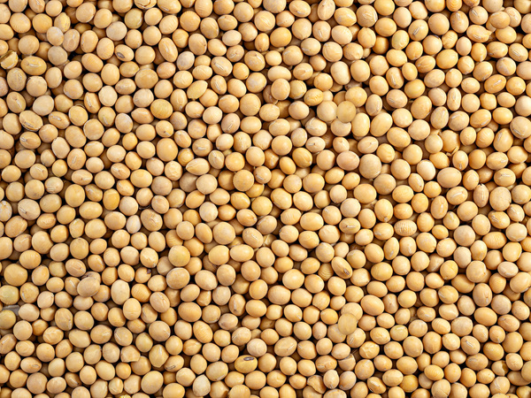 Soja ziarno 1 kg, naturalna bez GMO