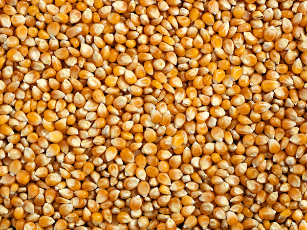 Popcorn 5 kg, ziarno kukurydzy