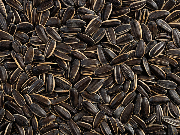 Słonecznik pasiak 1 kg, słonecznik paskowany w łupinie