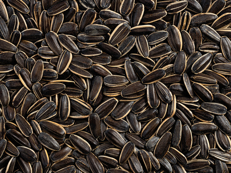 Słonecznik pasiak 1 kg, słonecznik paskowany w łupinie